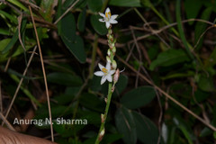 Chlorophytum attenuatum